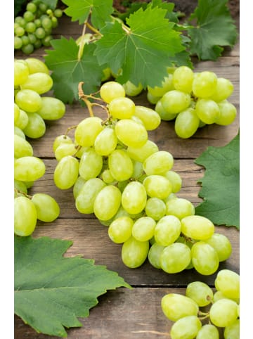 GARDENZO 2er-Set Weinrebe weiß 50-60cm 2L Topf