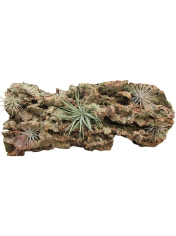MeinVIPShop Tischdeko Kork Rind 30cm mit fünf echten Tillandsien 