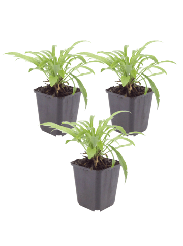 NatureNest 3er: Set Campanula persicifolia Coerulea Pflanzen in Blau