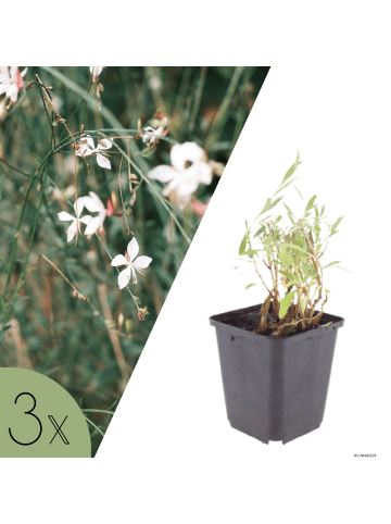 NatureNest 3er-Set: Gaura lindheimeri Staude winterhart in Rosa