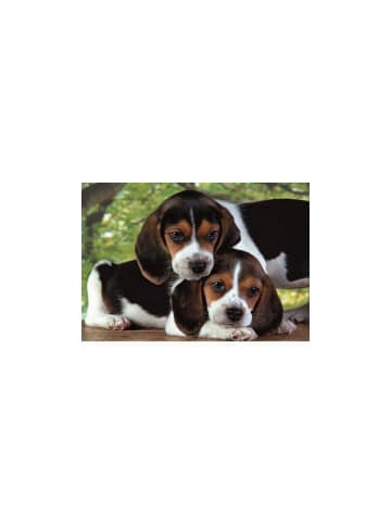 Clementoni Tiere Beagles Close Together Hund 500-teiliges Puzzle