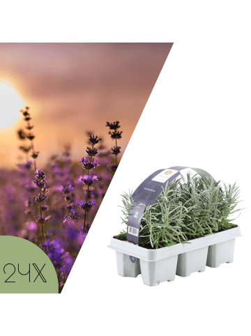 NatureNest Blauer Lavendel Set 48 Pflanzen Lavandula angustifolia