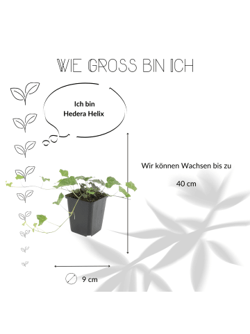 NatureNest 6 Efeu-Pflanzen  Hedera helix 'Glacier'  