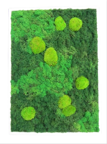 MeinVIPShop Moos Moosbild XXL 50x70cm hellbraun "handmade"
