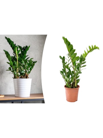 OH2 Zamioculcas in Grün