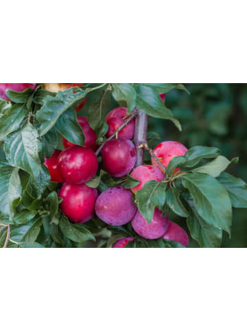 OH2 3er-Set: XXL Pflaume Hauszwetsche Obstbäume in Bunt