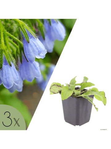 NatureNest 3er-Set: Symphytum Wisley Blue Staude mehrjährig in Blau