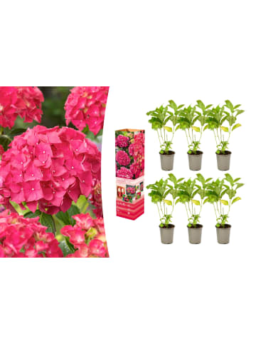 GARDENZO 6er-Set: Hortensie (Hydrangea macrophylla) in Rot