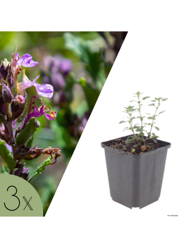 NatureNest 3er-Set: Teucrium lucidrys Staude mehrjährig winterhart in Violett