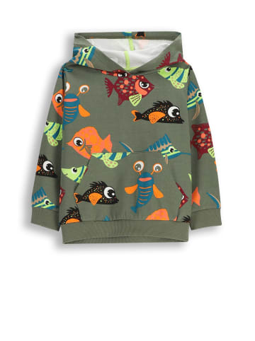 Coccodrillo Baumwoll-Sweatshirt in grün