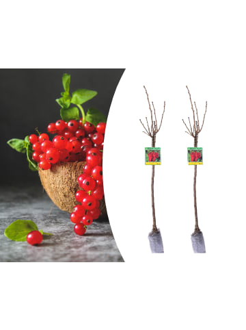 GARDENZO 2er-Set: Beeren auf Stamm Johannisbeere in Rot