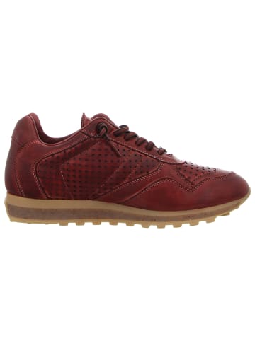 Cetti Sneaker Low in bordeaux