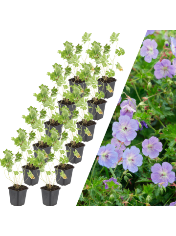 NatureNest 12 Storchschnabelpflanzen  Geranium 'Rozanne'  