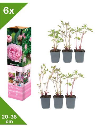 GARDENZO 6er-Set: Pfingstrose (Paeonia lactiflora) in Rosa