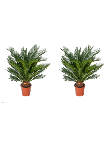 GARDENZO 2er-Set: Cycas Revoluta Groß 