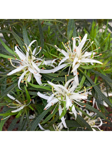 NatureNest 6er: Set Rhodo Azalea StarStyle White Pflanze in Weiß