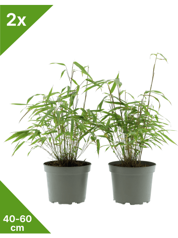 GARDENZO 2er-Set: Fargesia (Schrimbambus) Large nicht wuchernd