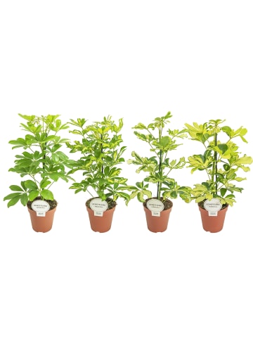 MeinVIPShop 4 x Strahlenaralie Schefflera 45 cm