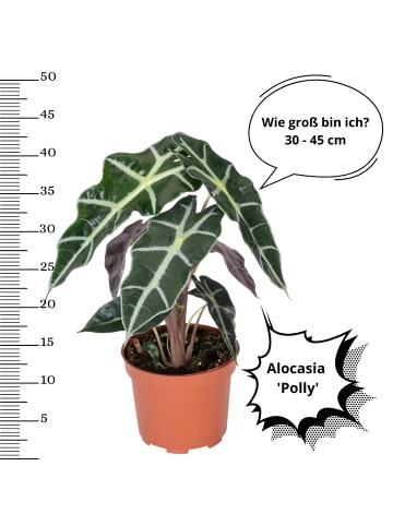 OH2 4er-Set: Alocasia set  Mischung  C in Grün