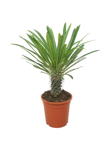 MeinVIPShop Madagaskarpalme 45cm Pachypodium lamerei 