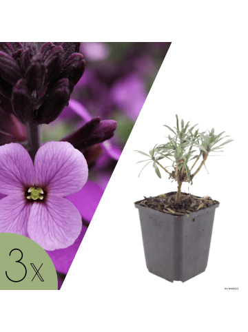 NatureNest 3er-Set: Erysimum Bowles Mauve Staude winterhart in Violett