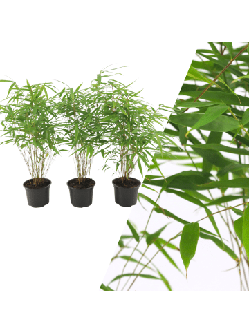 NatureNest Set mit 3 Bambuspflanzen Fargesia Rufa