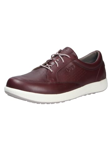 Joya Schnürschuh BOSTON DARK BROWN in braun