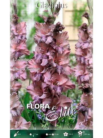 MeinVIPShop 30 x Gladiolen Rusty Chestnut  Blumenzwiebeln 