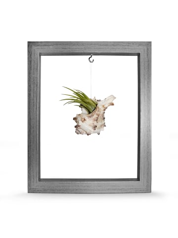 MeinVIPShop Kombination aus Muschel und Tillandsia in Rahmen silber
