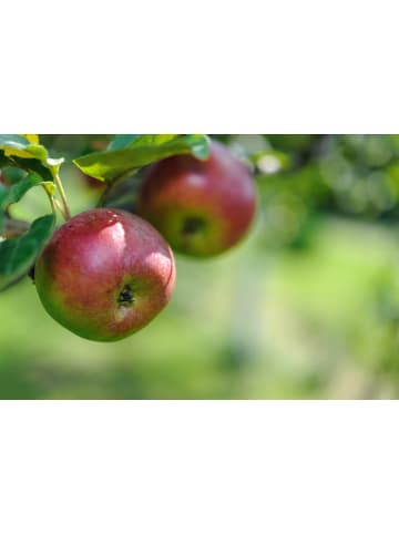 GARDENZO 3er-Set: Jonagold Apfel Obstbäume in Bunt