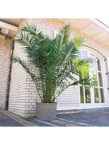 GARDENZO 2er-Set: Phoenix canariensis Groß 