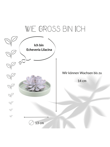 NatureNest Echte Sukkulente Lila in grüner Keramikschale