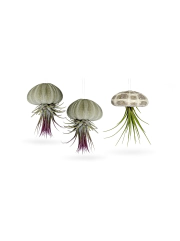 MeinVIPShop Seeigelgehäuse mit echter Tillandsia 3 er Set