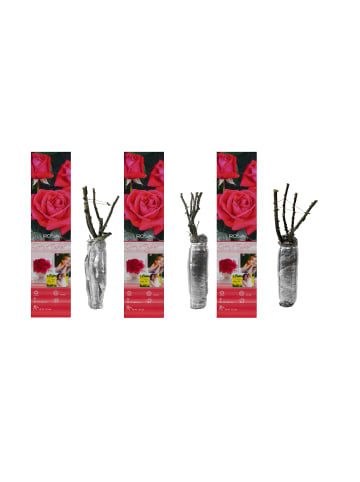 GARDENZO 3er-Set: Großblütige Rosen in Rosa