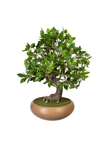 Creativ green Deko-Bonsai Ficus in grün