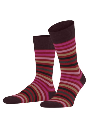 Falke Socken Tinted Stripe in Ingle