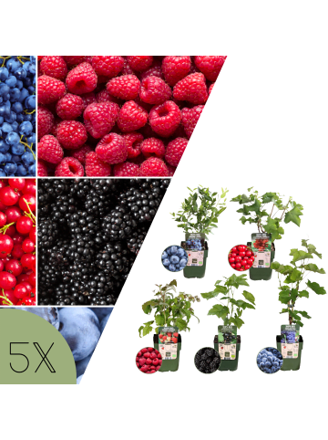 NatureNest 5er: Set Bio Obstpflanzen Frucht Oase in Mix