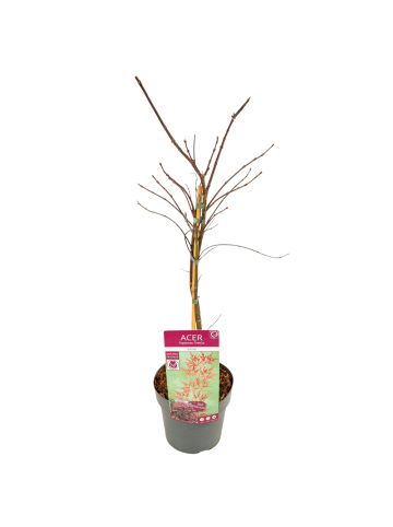 NatureNest 1 Acer palmatum Garnet Ahornpflanze in Rot Topf 19 cm Höhe 50 cm