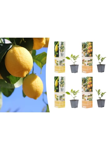 OH2 4er-Set Pflanzen Citrus Mix in Bunt