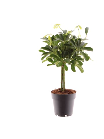 MeinVIPShop Schefflera arboricola Nora 50cm Zimmerpflanze