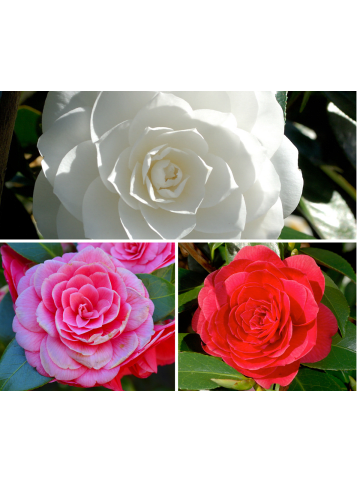 GARDENZO 2er-Set: Kamelienstrauch "Japanische Rose" XL in Tricolor