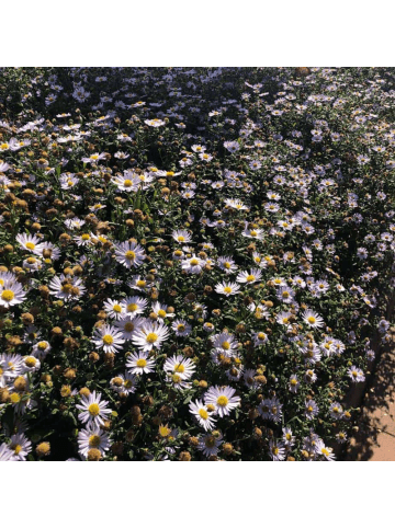 NatureNest 3 Asterpflanzen  Aster ageratoides 'Asran' 