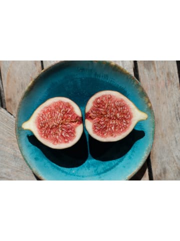 GARDENZO 4er-Set: Feigenpflanzen