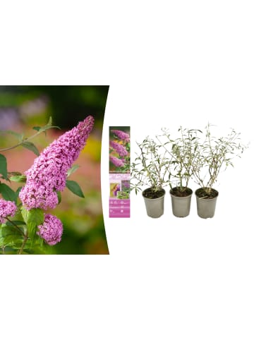 OH2 3er-Set: Schmetterlingspflanzen Davidii in Rosa