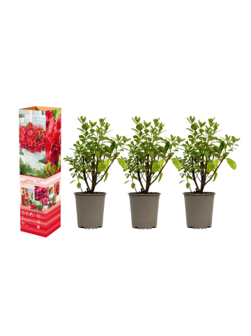 GARDENZO 3er-Set: Azalee in Rot