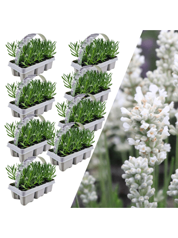 NatureNest 48 weisse Lavendelpflanzen Edelweiss