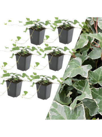 NatureNest 6 Efeu-Pflanzen  Hedera helix 'Glacier'  