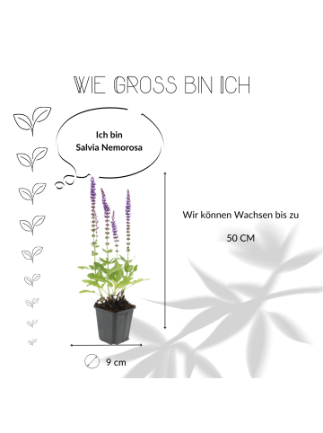 NatureNest 3 Salbei pflanzen  Salvia nemorosa 'Ostfriesland' 