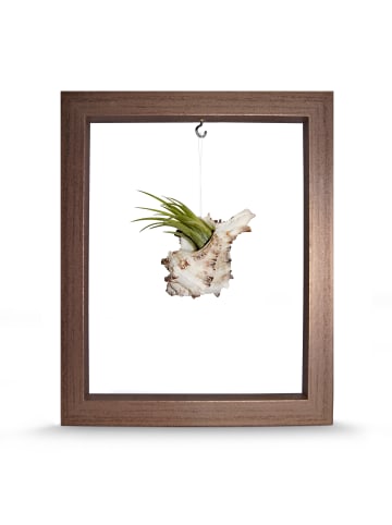 MeinVIPShop Kombination aus Muschel und Tillandsia in Rahmen rose