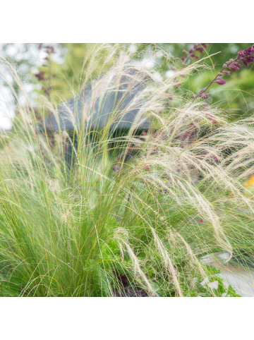NatureNest 12 Federgraspflanzen  Stipa tenuissima 'Ponytails'  